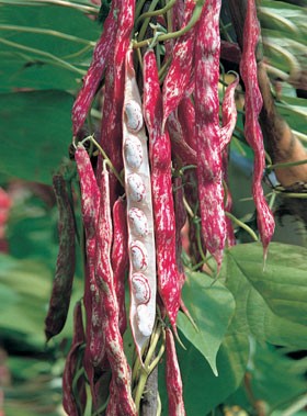 FAGIOLO RAMPICANTE BORLOTTO LINGUA DI FUOCO GR.200